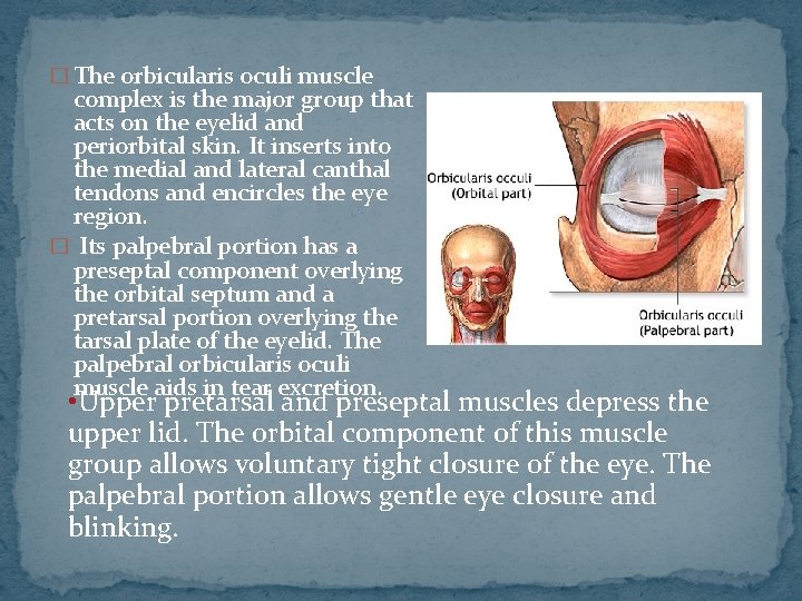 � The orbicularis oculi muscle complex is the major group that acts on the