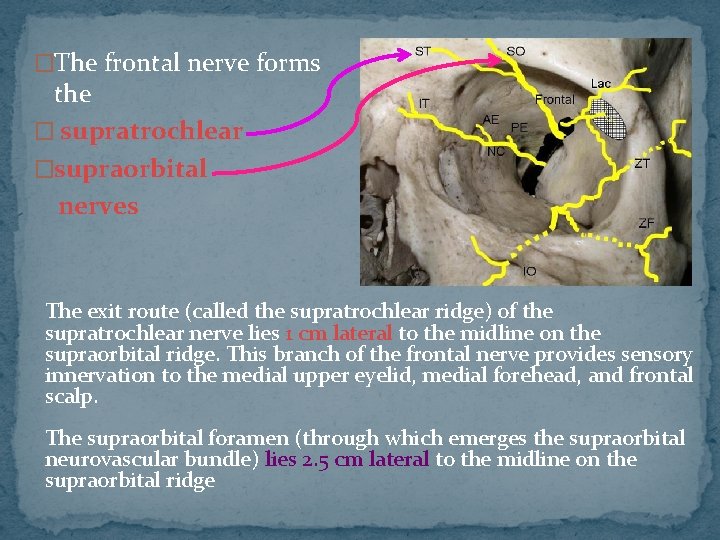 �The frontal nerve forms the � supratrochlear �supraorbital nerves The exit route (called the