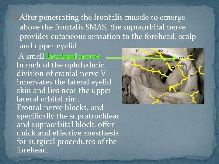 �After penetrating the frontalis muscle to emerge above the frontalis SMAS, the supraorbital nerve