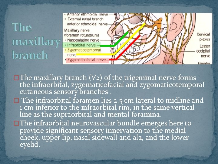 The maxillary branch � The maxillary branch (V 2) of the trigeminal nerve forms