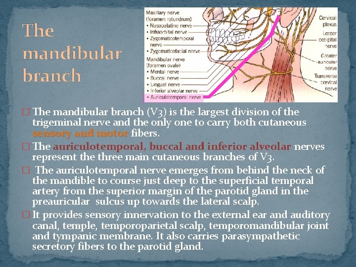 The mandibular branch � The mandibular branch (V 3) is the largest division of