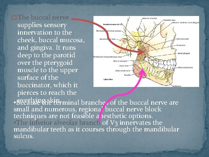 � The buccal nerve supplies sensory innervation to the cheek, buccal mucosa, and gingiva.