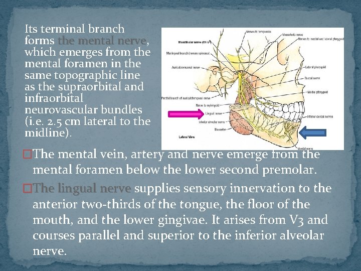 Its terminal branch forms the mental nerve, nerve which emerges from the mental foramen