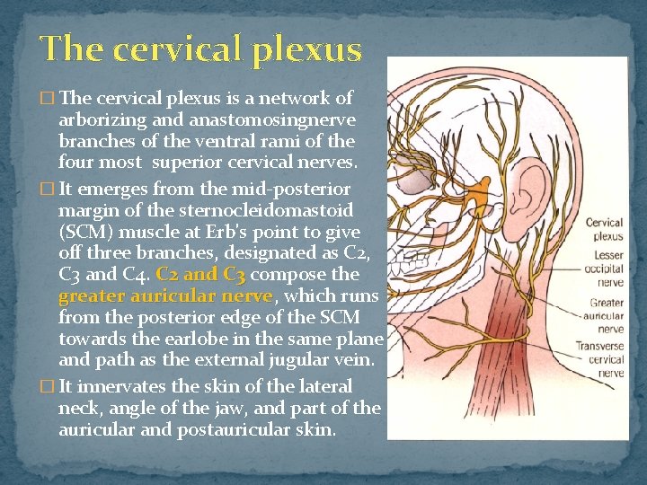 The cervical plexus � The cervical plexus is a network of arborizing and anastomosingnerve