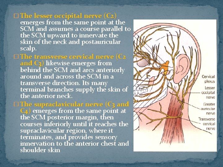 � The lesser occipital nerve (C 2) emerges from the same point at the