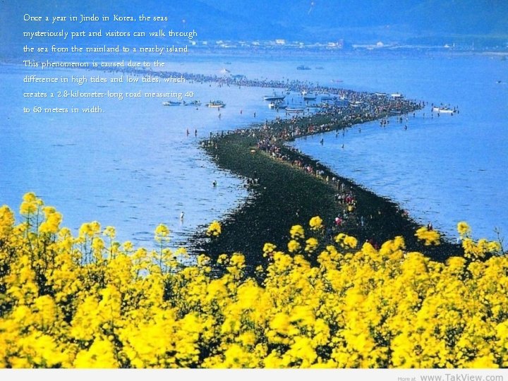 Once a year in Jindo in Korea, the seas mysteriously part and visitors can