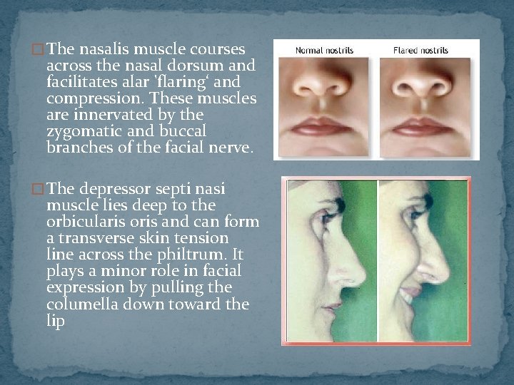 � The nasalis muscle courses across the nasal dorsum and facilitates alar 'flaring‘ and