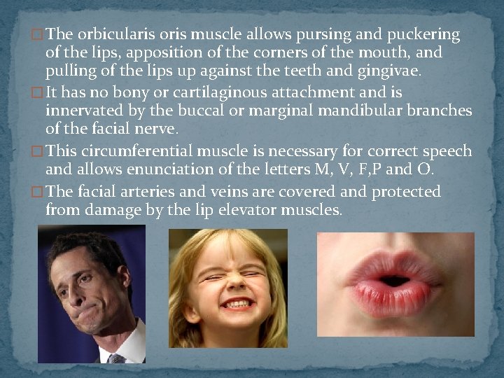 � The orbicularis oris muscle allows pursing and puckering of the lips, apposition of