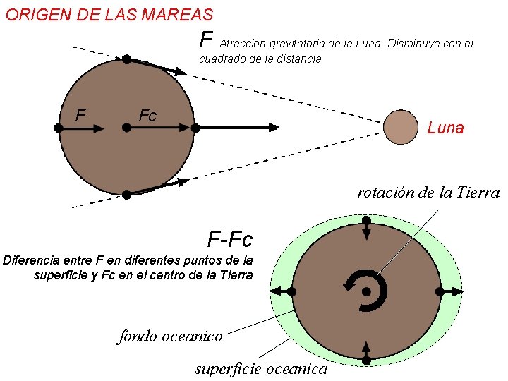 ORIGEN DE LAS MAREAS F Atracción gravitatoria de la Luna. Disminuye con el cuadrado