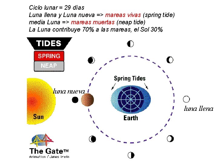 Ciclo lunar = 29 días Luna llena y Luna nueva => mareas vivas (spring