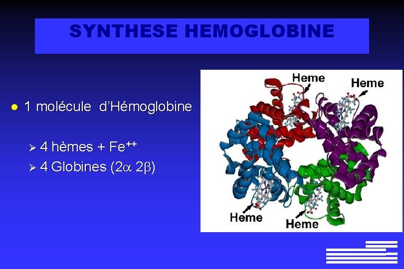 SYNTHESE HEMOGLOBINE l 1 molécule d’Hémoglobine Ø 4 hèmes + Fe++ Ø 4 Globines