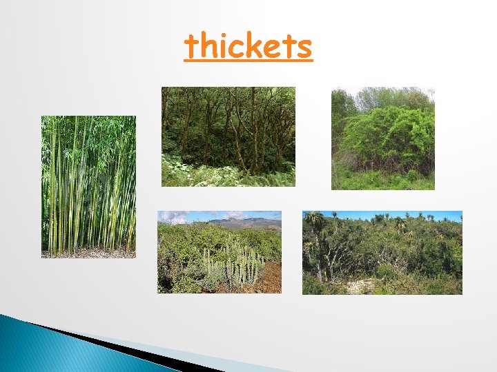 thickets 