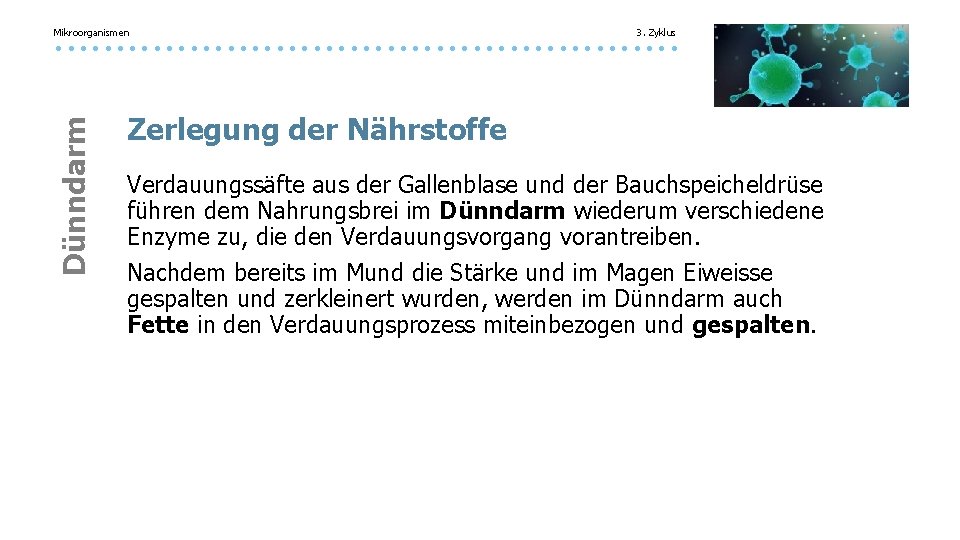 Mikroorganismen 3. Zyklus Dünndarm Zerlegung der Nährstoffe Verdauungssäfte aus der Gallenblase und der Bauchspeicheldrüse