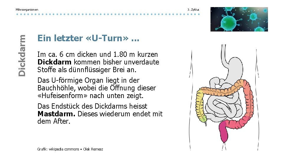 Mikroorganismen 3. Zyklus Dickdarm Ein letzter «U-Turn» . . . Im ca. 6 cm Mikroorganismen 3. Zyklus Dickdarm Ein letzter «U-Turn» . . . Im ca. 6 cm