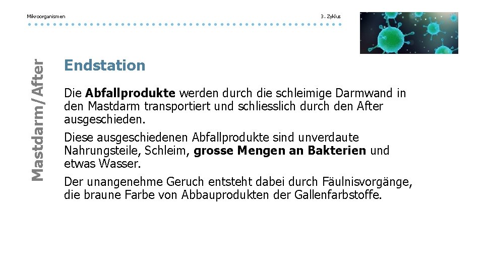 Mikroorganismen 3. Zyklus Mastdarm/After Endstation Die Abfallprodukte werden durch die schleimige Darmwand in den