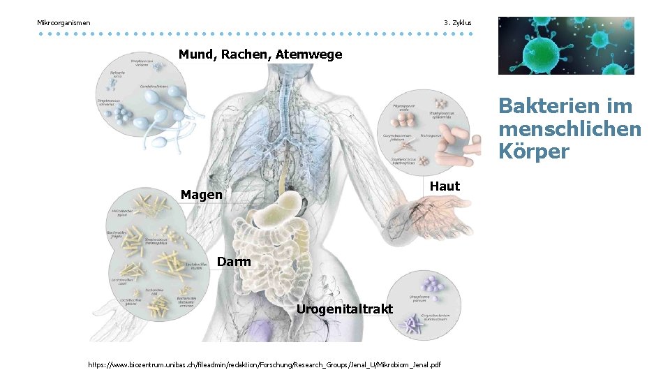 Mikroorganismen 3. Zyklus Mund, Rachen, Atemwege Bakterien im menschlichen Körper Haut Magen Darm Urogenitaltrakt