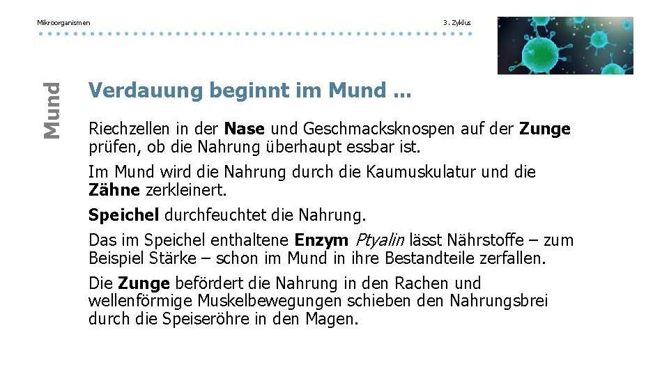 Mikroorganismen 3. Zyklus Mund Verdauung beginnt im Mund. . . Riechzellen in der Nase