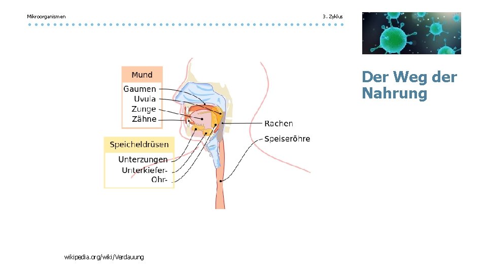 Mikroorganismen 3. Zyklus Der Weg der Nahrung wikipedia. org/wiki/Verdauung 