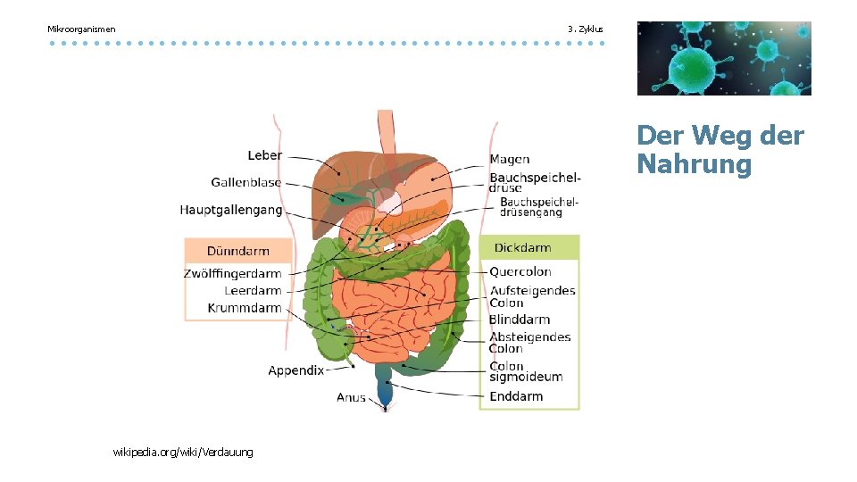 Mikroorganismen 3. Zyklus Der Weg der Nahrung wikipedia. org/wiki/Verdauung 
