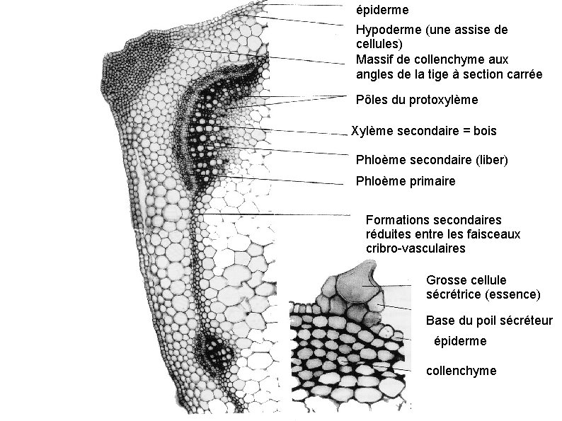 épiderme Hypoderme (une assise de cellules) Massif de collenchyme aux angles de la tige