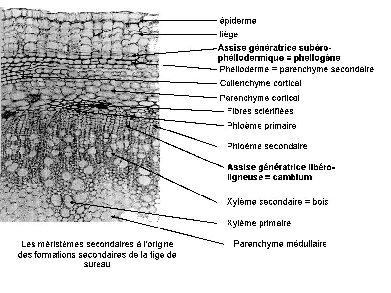 épiderme liège Assise génératrice subérophéllodermique = phellogène Phelloderme = parenchyme secondaire Collenchyme cortical Parenchyme