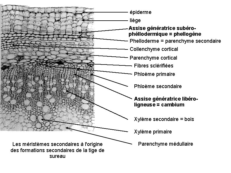 ANATOMIE VEGETALE Structures Primaire Et Secondaire Des Tiges ANATOMIE VEGETALE Structures Primaire Et Secondaire Des Tiges