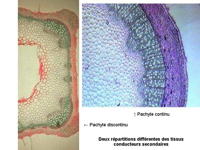 ↑ Pachyte continu ← Pachyte discontinu Deux répartitions différentes des tissus conducteurs secondaires 