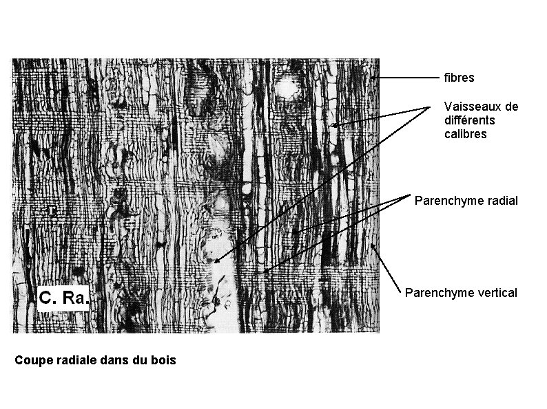 fibres Vaisseaux de différents calibres Parenchyme radial Parenchyme vertical Coupe radiale dans du bois