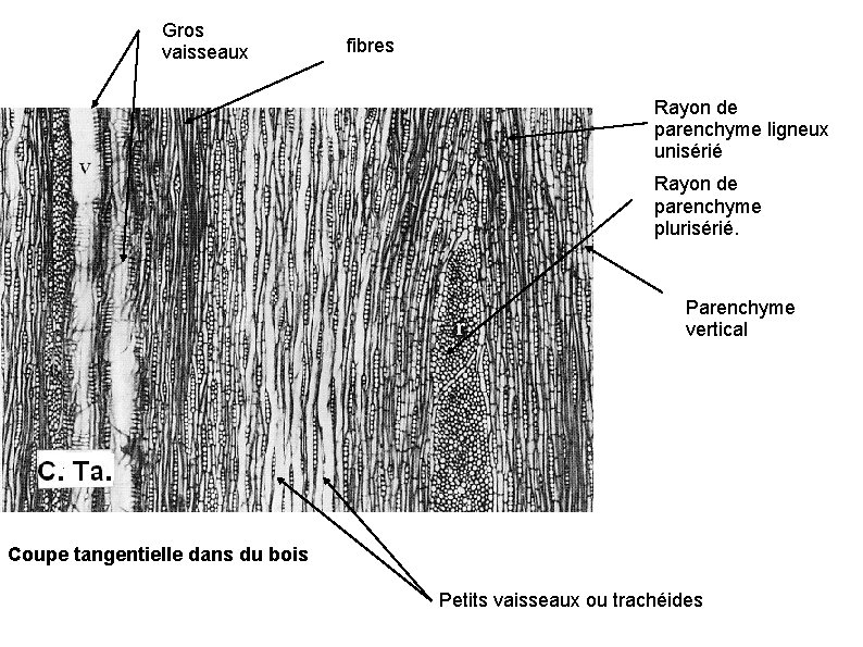 Gros vaisseaux fibres Rayon de parenchyme ligneux unisérié Rayon de parenchyme plurisérié. Parenchyme vertical