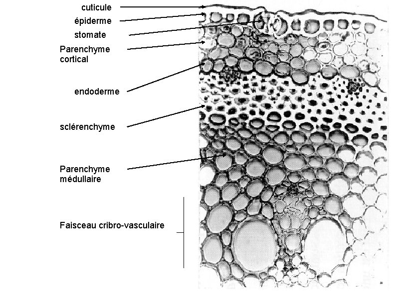 cuticule épiderme stomate Parenchyme cortical endoderme sclérenchyme Parenchyme médullaire Faisceau cribro-vasculaire 