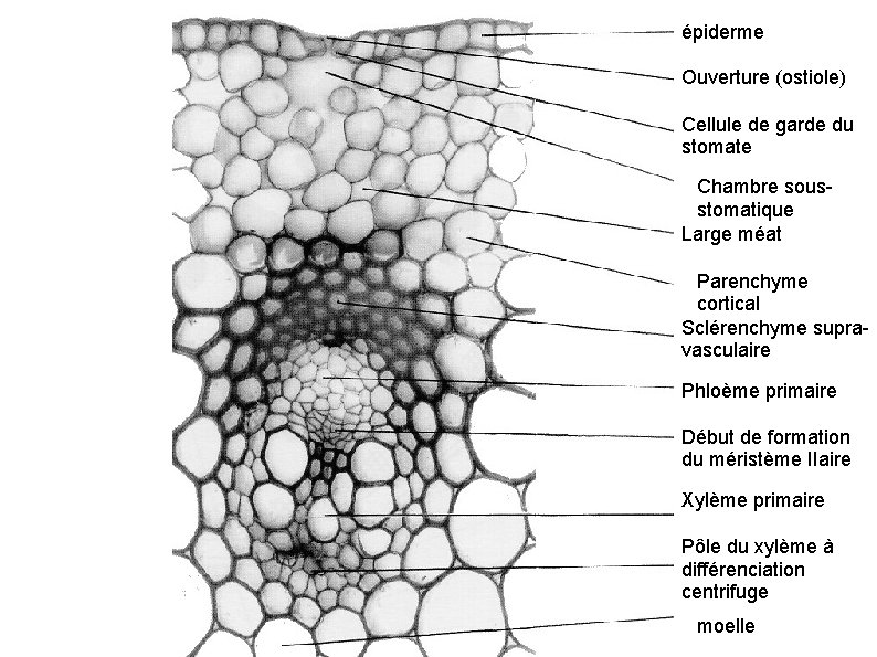 épiderme Ouverture (ostiole) Cellule de garde du stomate Chambre sousstomatique Large méat Parenchyme cortical