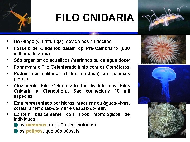 FILO CNIDARIA • Do Grego (Cnid=urtiga), devido aos cnidócitos • Fósseis de Cnidários datam
