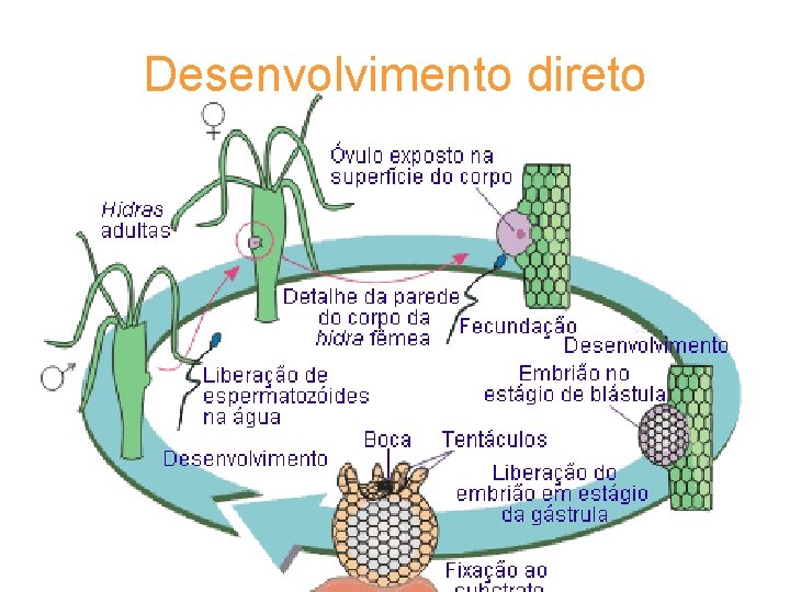 Desenvolvimento direto 