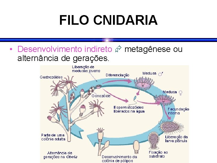 FILO CNIDARIA • Desenvolvimento indireto metagênese ou alternância de gerações. 