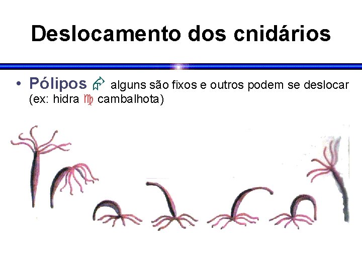 Deslocamento dos cnidários • Pólipos alguns são fixos e outros podem se deslocar (ex: