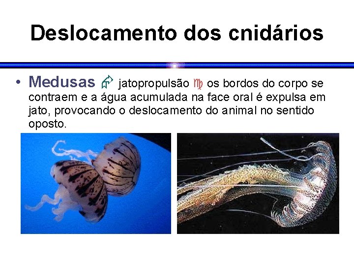 Deslocamento dos cnidários • Medusas jatopropulsão os bordos do corpo se contraem e a