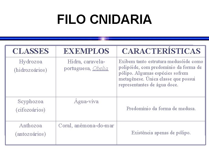 FILO CNIDARIA CLASSES EXEMPLOS CARACTERÍSTICAS Hydrozoa (hidrozoários) Hidra, caravelaportuguesa, Obelia Exibem tanto estrutura medusóide
