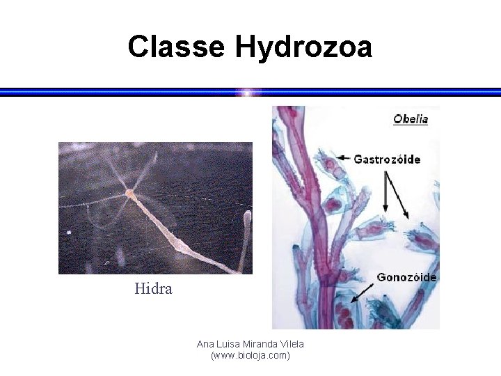Classe Hydrozoa Hidra Ana Luisa Miranda Vilela (www. bioloja. com) 