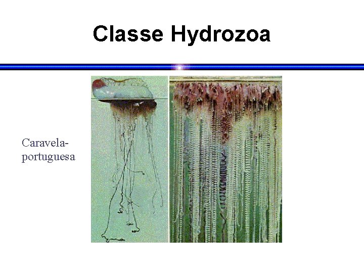 Classe Hydrozoa Caravelaportuguesa 