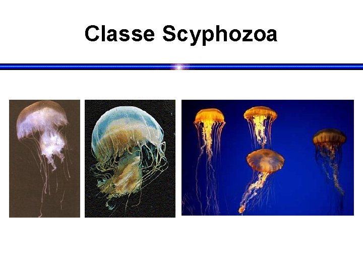 Classe Scyphozoa 