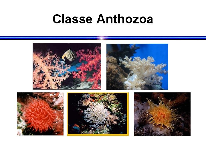 Classe Anthozoa 