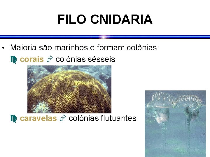 FILO CNIDARIA • Maioria são marinhos e formam colônias: corais colônias sésseis caravelas colônias