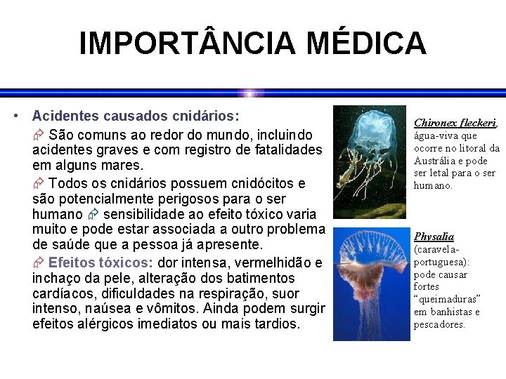 IMPORT NCIA MÉDICA • Acidentes causados cnidários: São comuns ao redor do mundo, incluindo