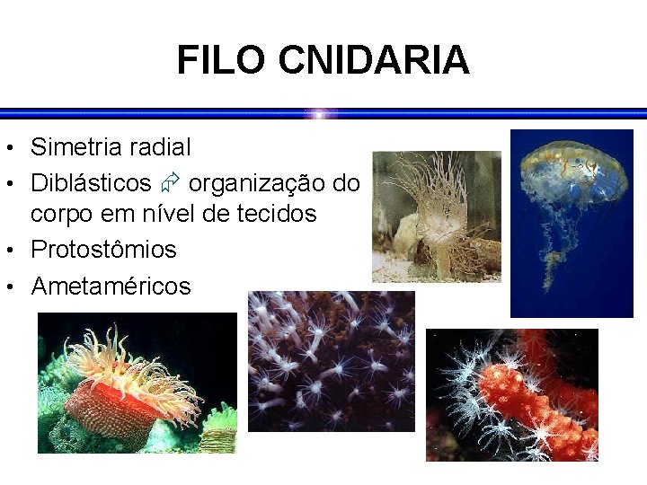 FILO CNIDARIA • Simetria radial • Diblásticos organização do corpo em nível de tecidos