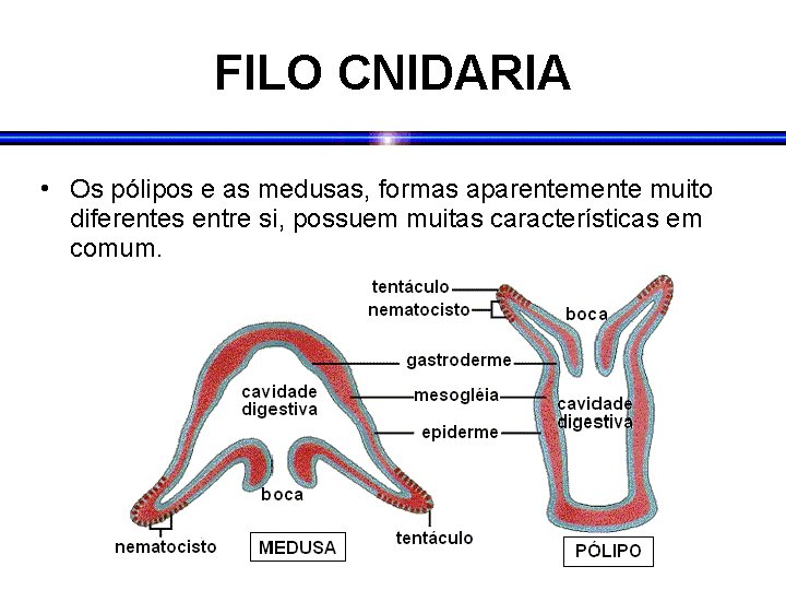 FILO CNIDARIA • Os pólipos e as medusas, formas aparentemente muito diferentes entre si,