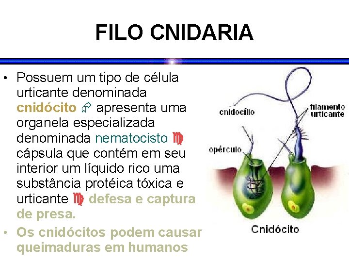 FILO CNIDARIA • Possuem um tipo de célula urticante denominada cnidócito apresenta uma organela