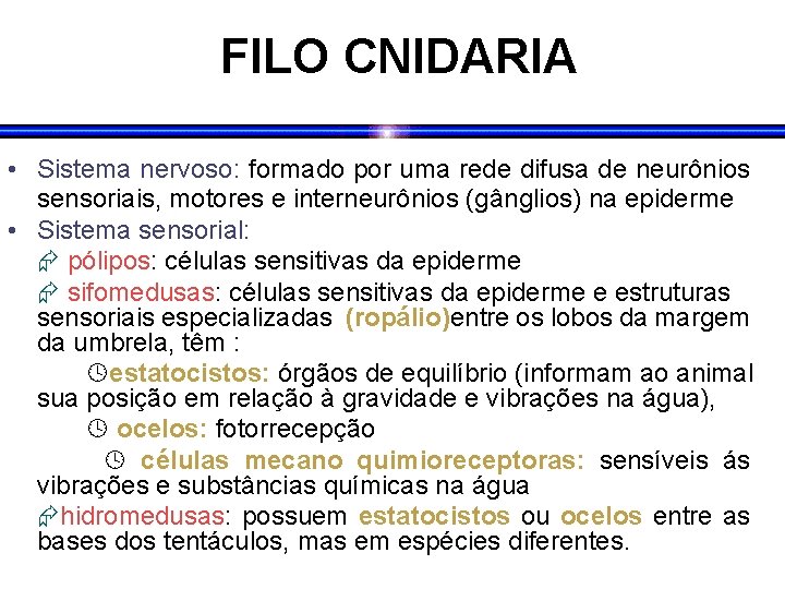 FILO CNIDARIA • Sistema nervoso: formado por uma rede difusa de neurônios sensoriais, motores