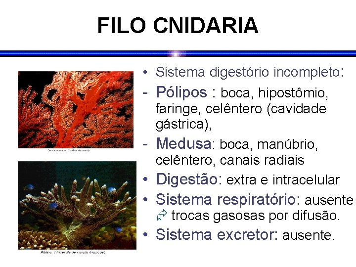 FILO CNIDARIA • Sistema digestório incompleto: - Pólipos : boca, hipostômio, faringe, celêntero (cavidade