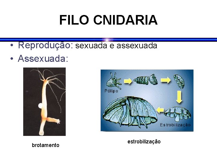 FILO CNIDARIA • Reprodução: sexuada e assexuada • Assexuada: brotamento estrobilização 