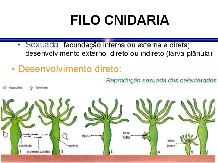 FILO CNIDARIA • Sexuada: fecundação interna ou externa e direta; desenvolvimento externo, direto ou